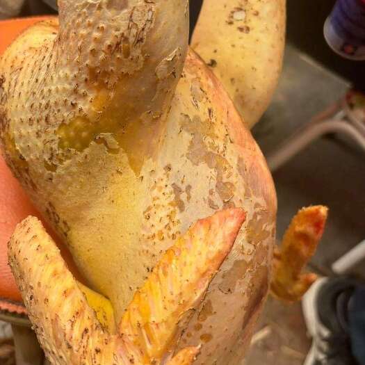 青藏高原黄金鸡
