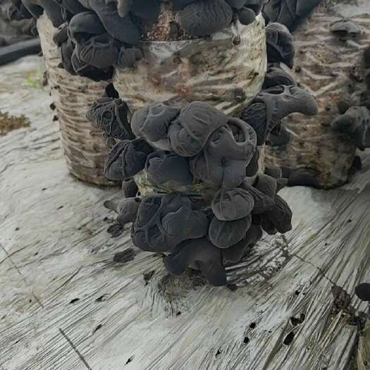 柳河县秋木耳