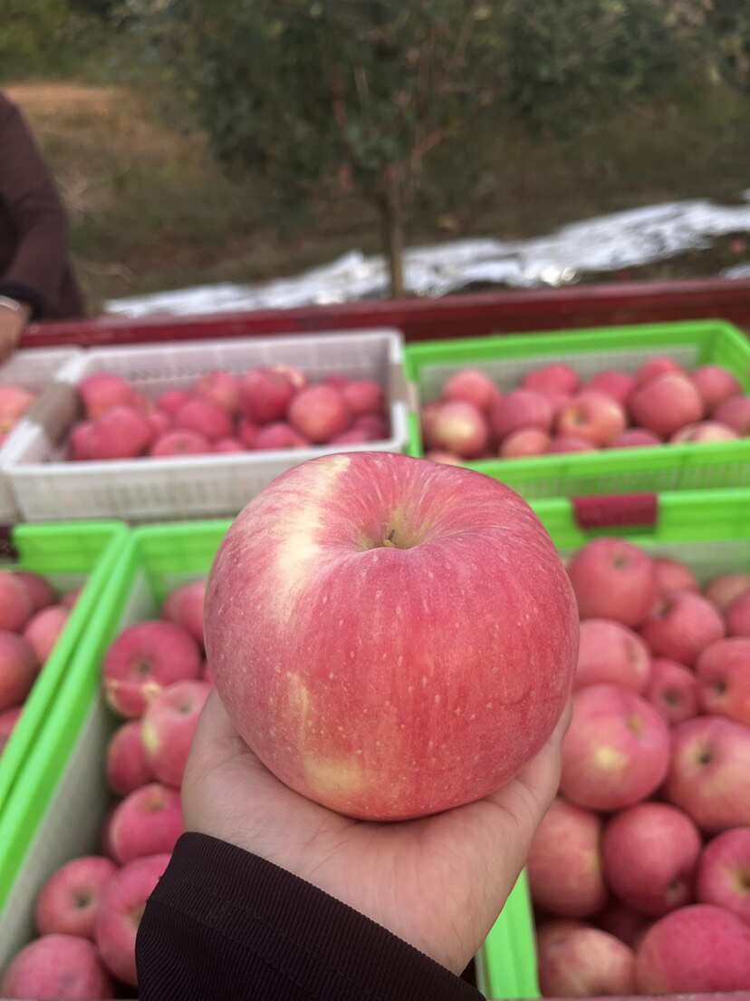红富士苹果脆甜陕西苹果