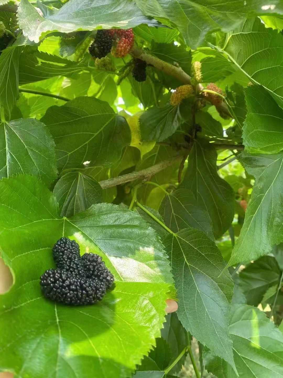 优质黑桑椹，品质好，颜色好