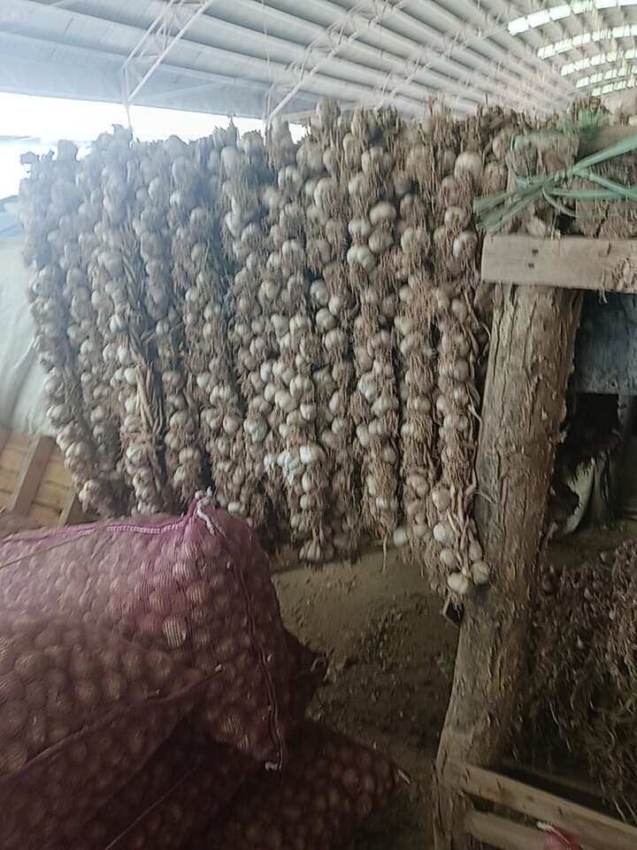 红皮蒜