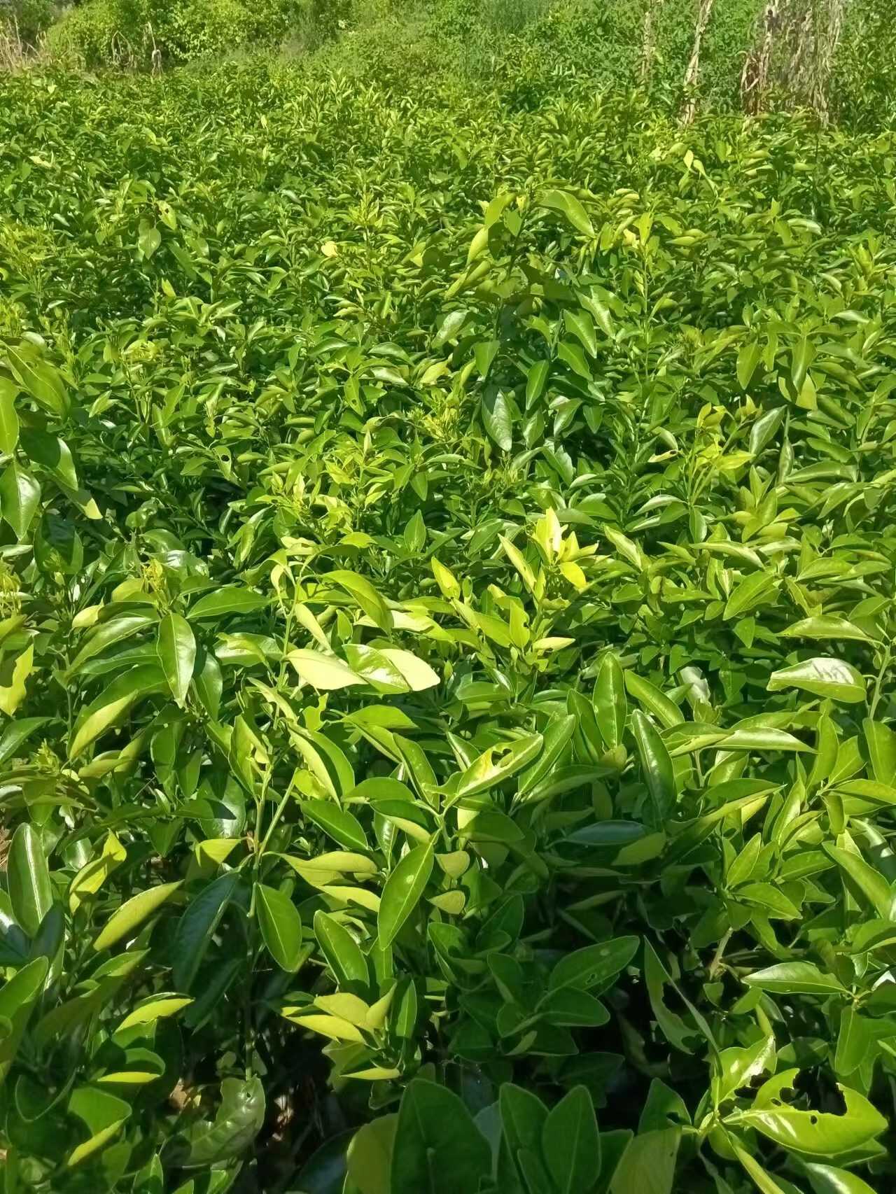 耙耙柑嫁接苗柑橘苗果子大果冻果肉现挖现发保湿发货快递包邮