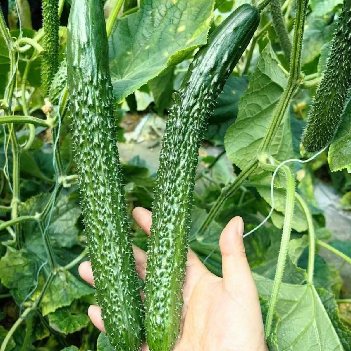 绿帅168 黄瓜种子全雌株杂交油绿早熟肉绿味香抗病刺密瘤大心