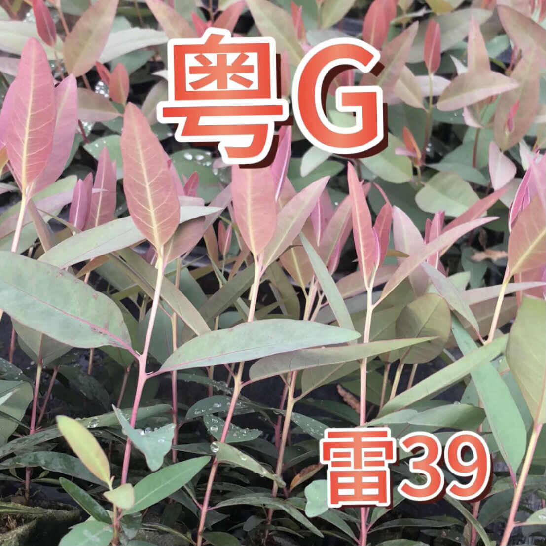 雷39速生桉树苗最强抗台风根系发达粗壮快速生长苗场