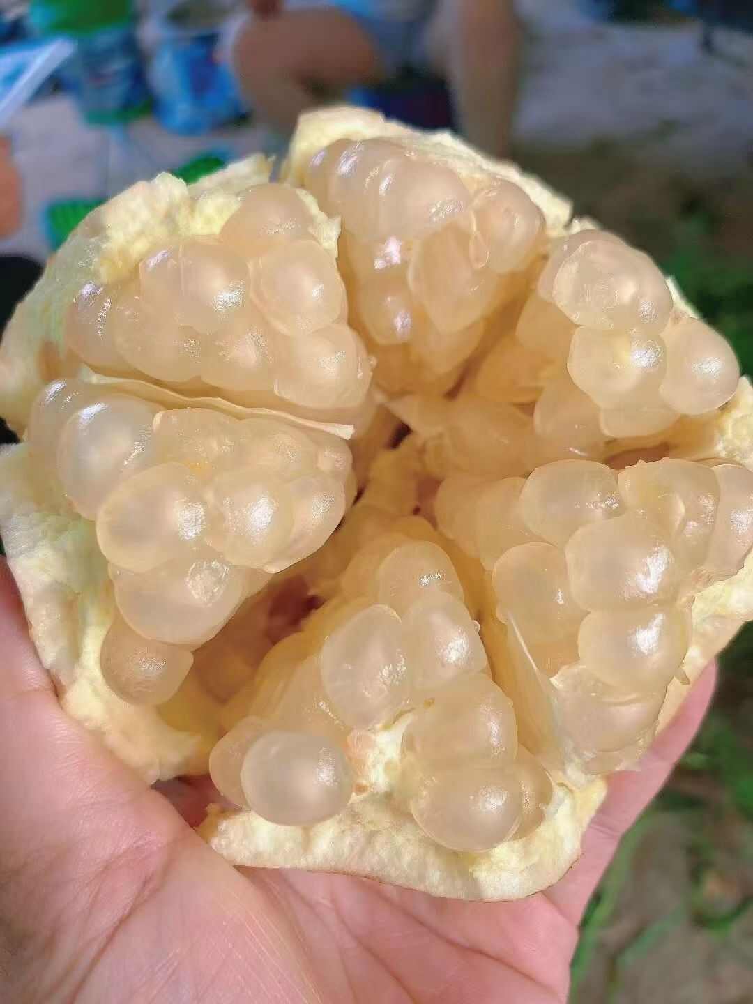 白玉籽
