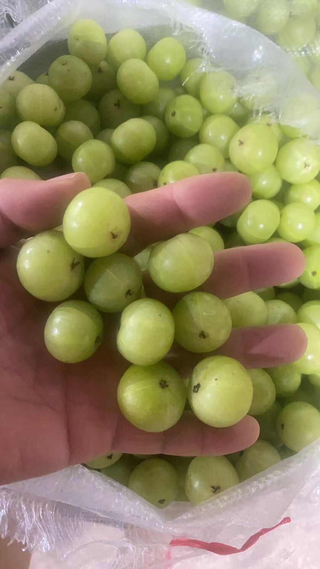 余甘果超甜油甘大果精选