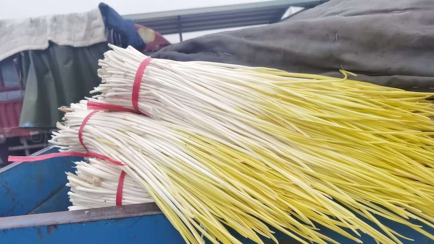 精品蒜黄，大量有货，质量保证，产地直销