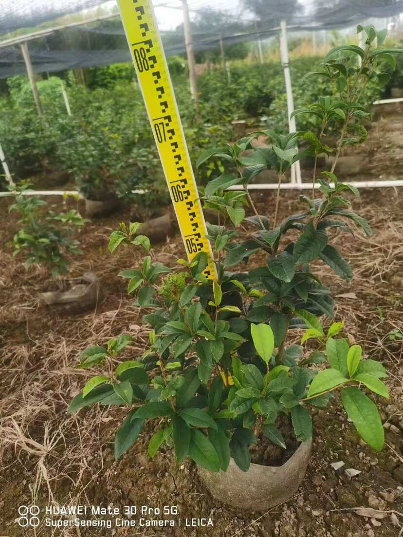四季桂花