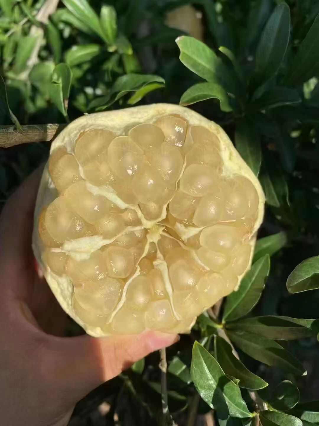 白玉籽