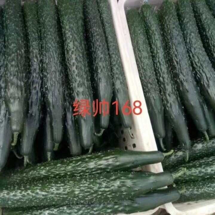 绿帅168 黄瓜种子全雌株杂交油绿早熟肉绿味香抗病刺密瘤大心