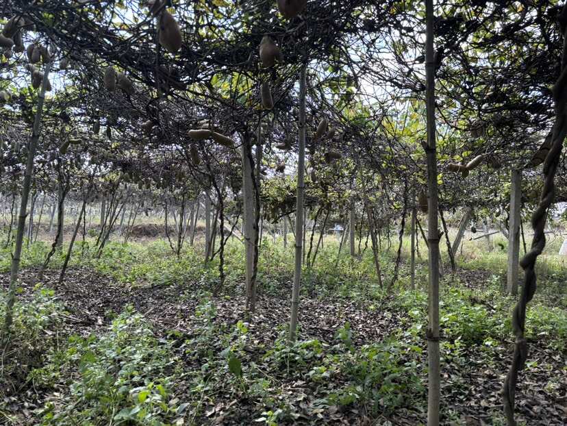 八月瓜果肉富含氨基酸、矿物质、维生素、果胶等多种人