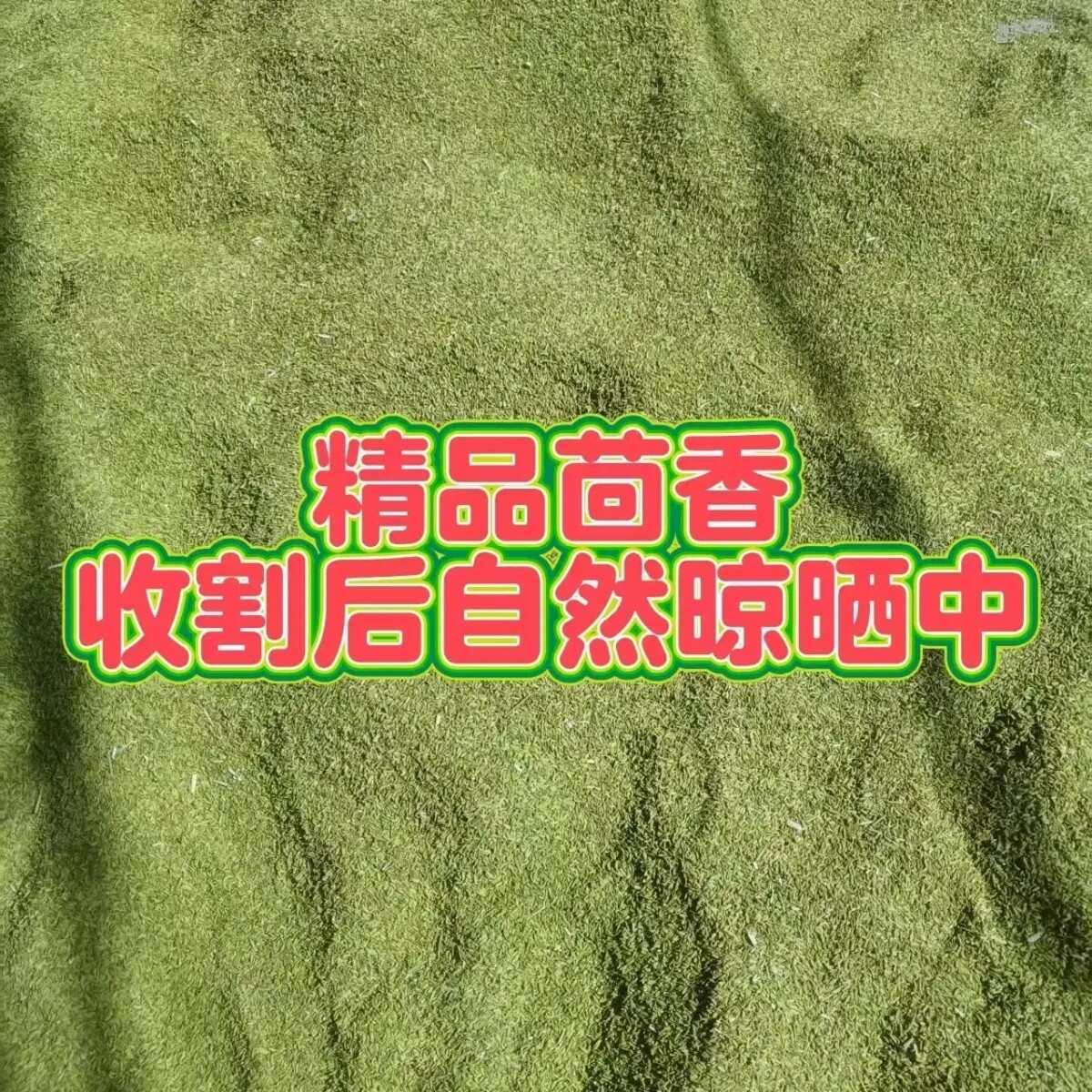 甘肃民勤优质小茴香颜色鲜味道浓郁当年新货无硫熏无干燥剂产地直