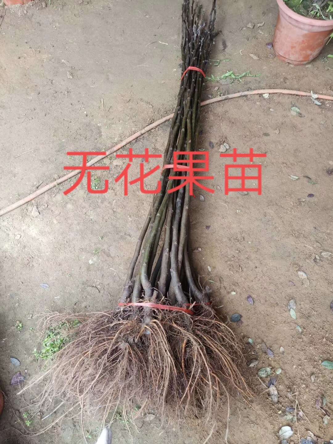 无花果树苗 新品种无花果苗 波姬红无花果树苗批发 当年结果