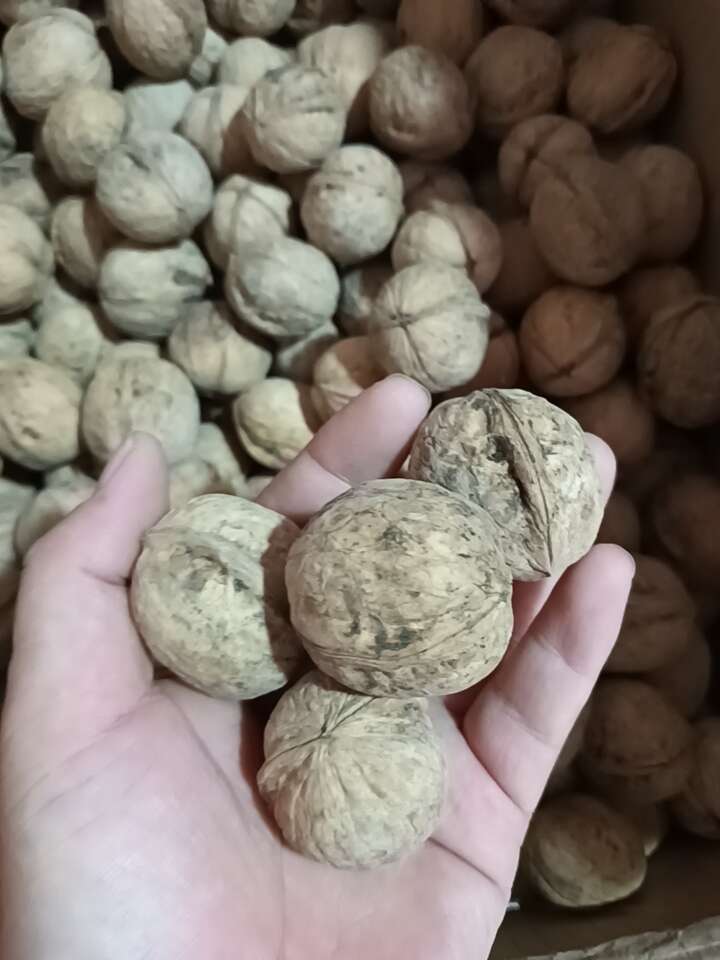 新疆185纸皮核桃，皮薄肉厚，仁白营养佳。