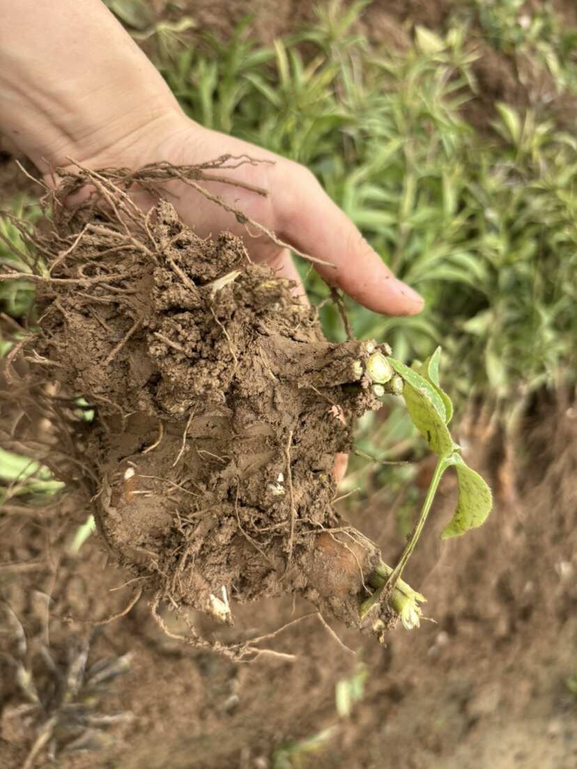 一年生产鲜白术
