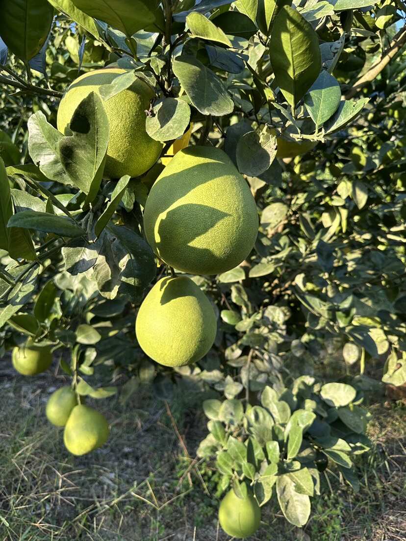 安江冰糖柚雪峰柚小苦柚麻麻柚药柚整车市场果电商果一件代发