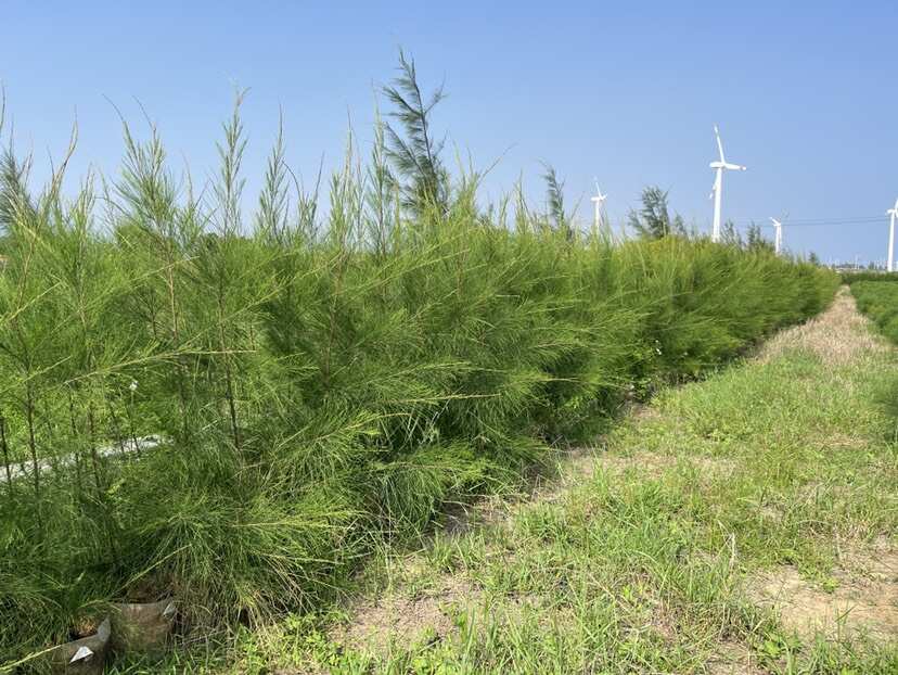 单杆木麻黄（美植袋）