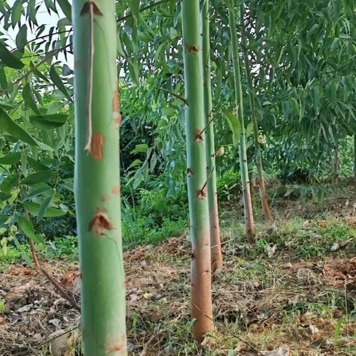 雷39速生桉树苗最强抗台风根系发达粗壮快速生长苗场