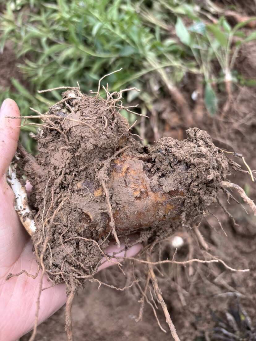 一年生产鲜白术