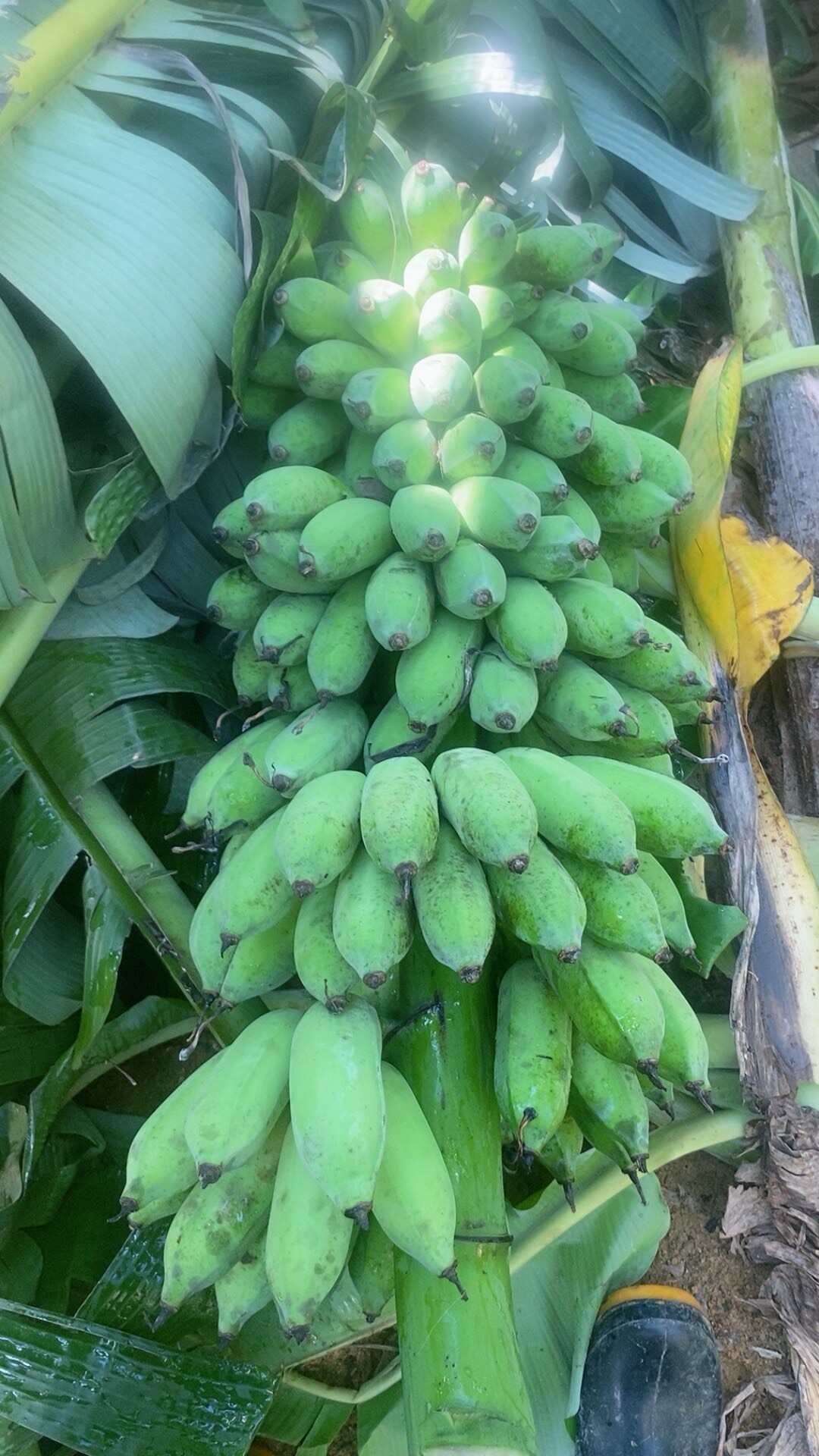 农家芭蕉，无农药化肥，自然熟，不打药