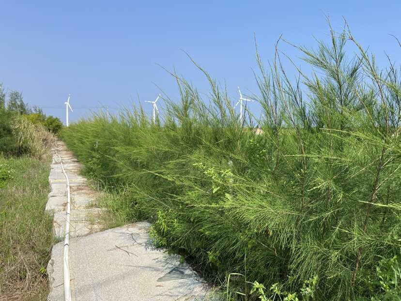 单杆木麻黄（美植袋）