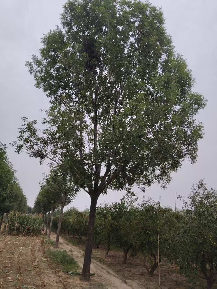 山东沾化速生白蜡苗木优质供应