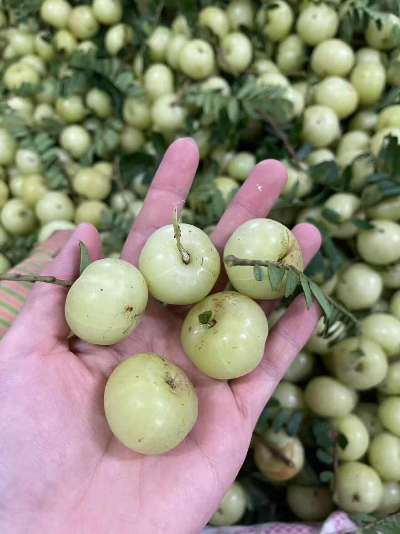 余甘果超甜油甘大果精选