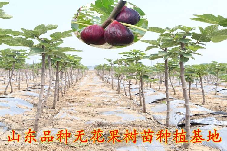 无花果树苗 新品种无花果苗 波姬红无花果树苗批发 当年结果