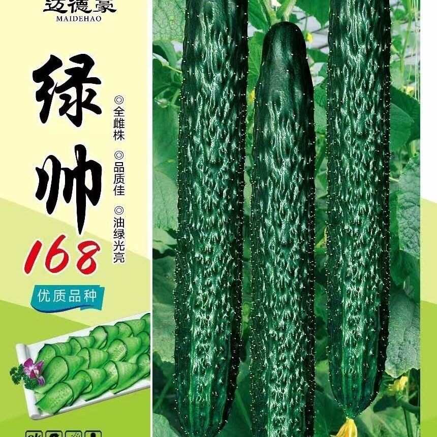 绿帅168 黄瓜种子全雌株杂交油绿早熟肉绿味香抗病刺密瘤大心