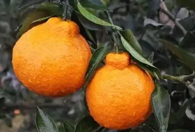 耙耙柑嫁接苗柑橘苗果子大果冻果肉现挖现发保湿发货快递包邮