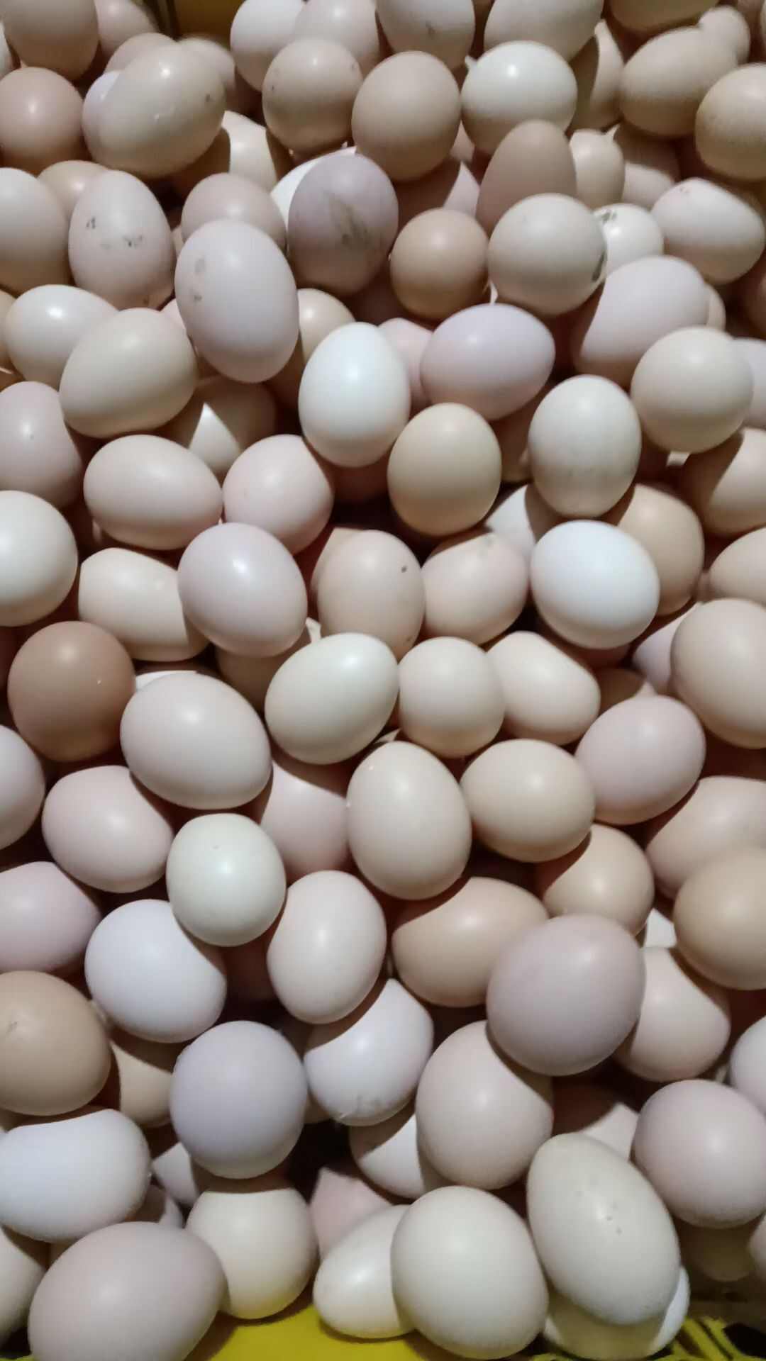土鸡蛋