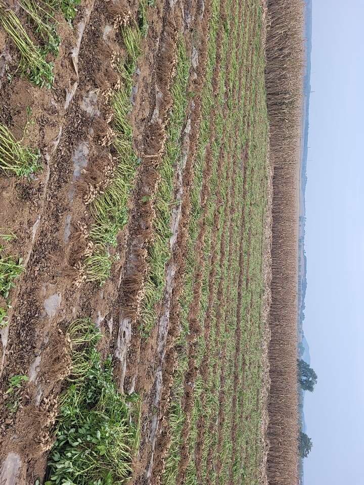 大连庄河鲜鹰嘴花生 产地直发优质油料作物