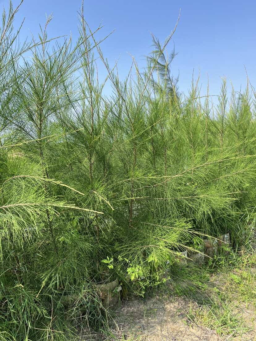 单杆木麻黄（美植袋）