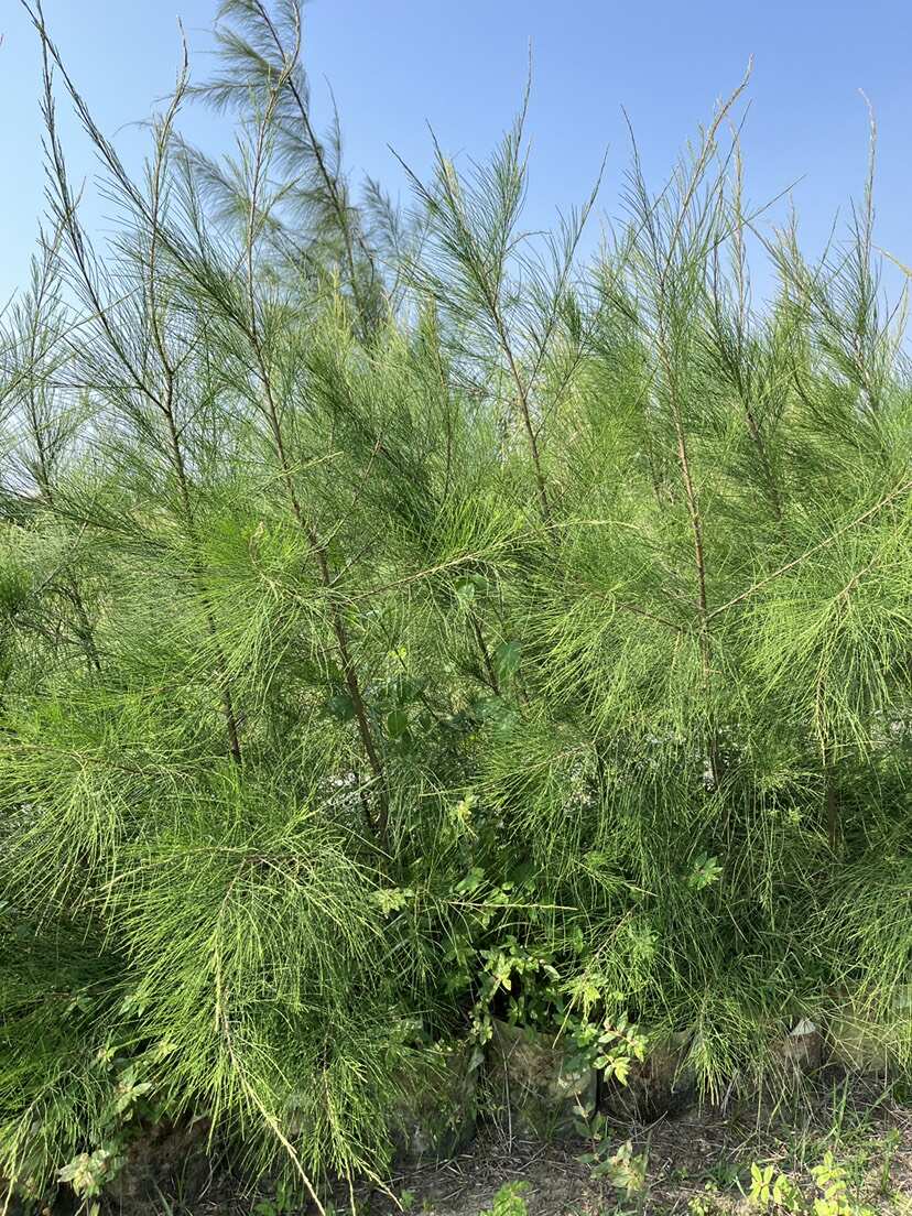 单杆木麻黄（美植袋）