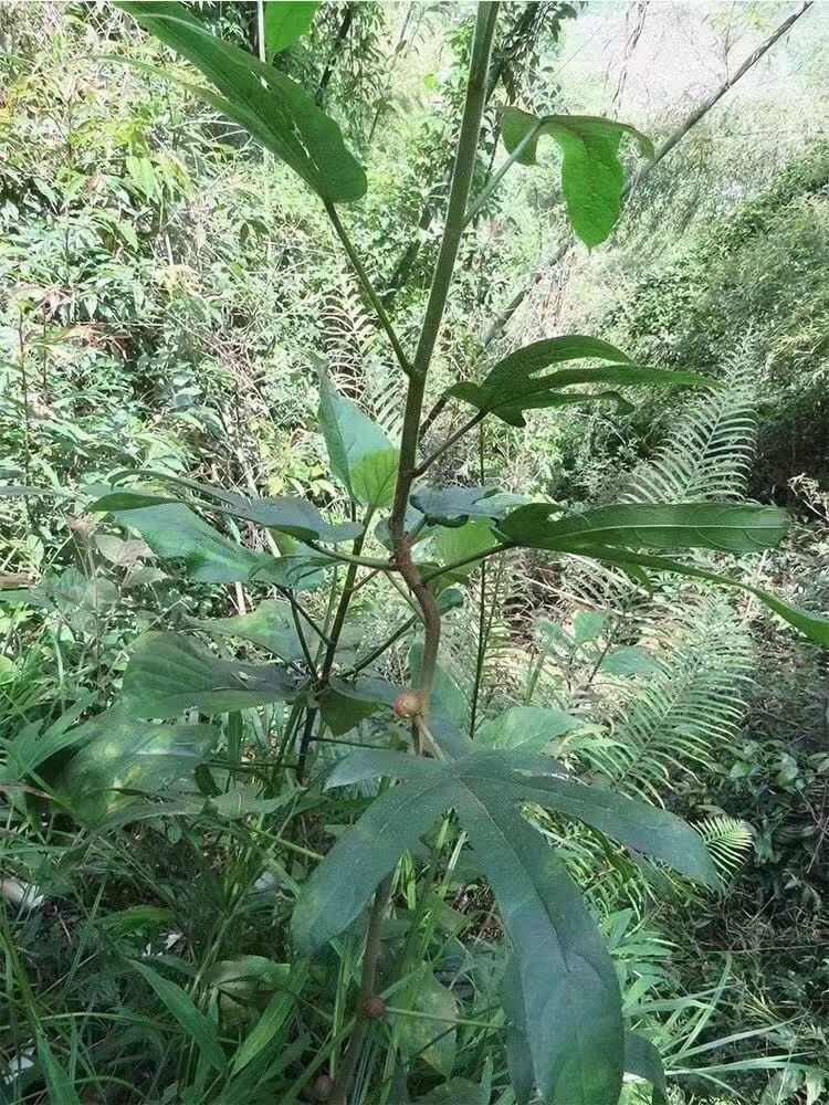 五指毛桃品质好，香喷喷的