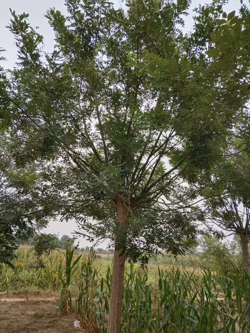 山东沾化速生白蜡苗木优质供应