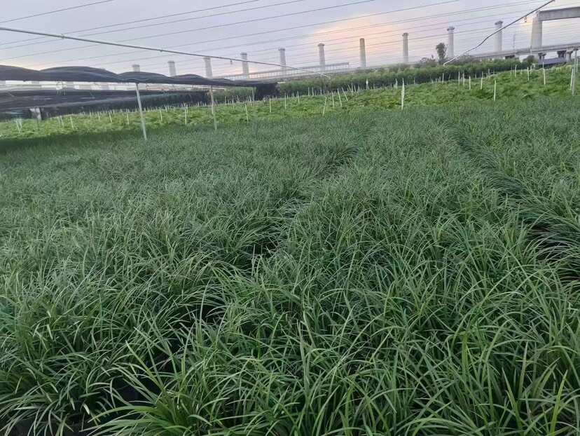 英国山麦冬A货供应