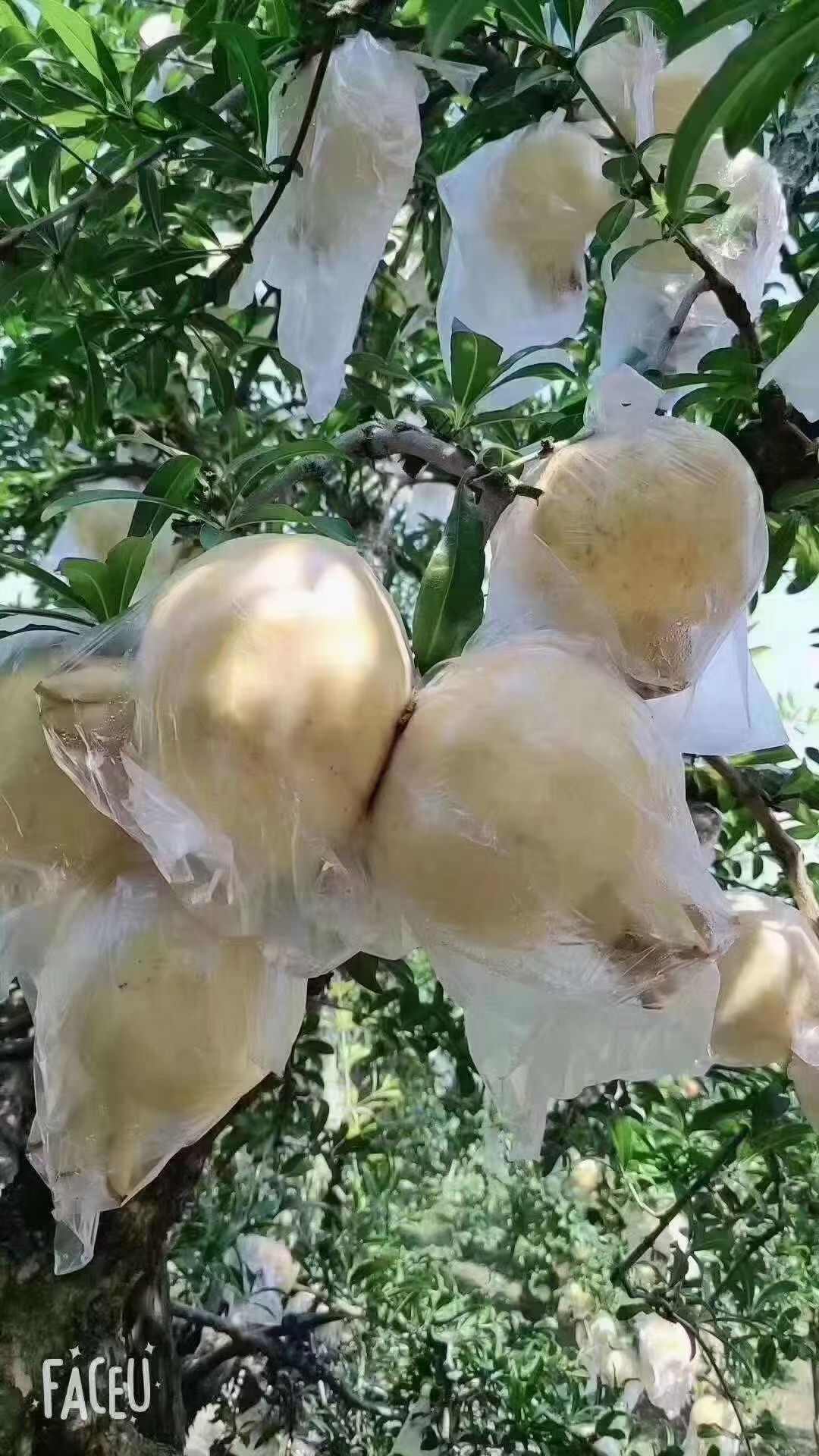 白玉籽