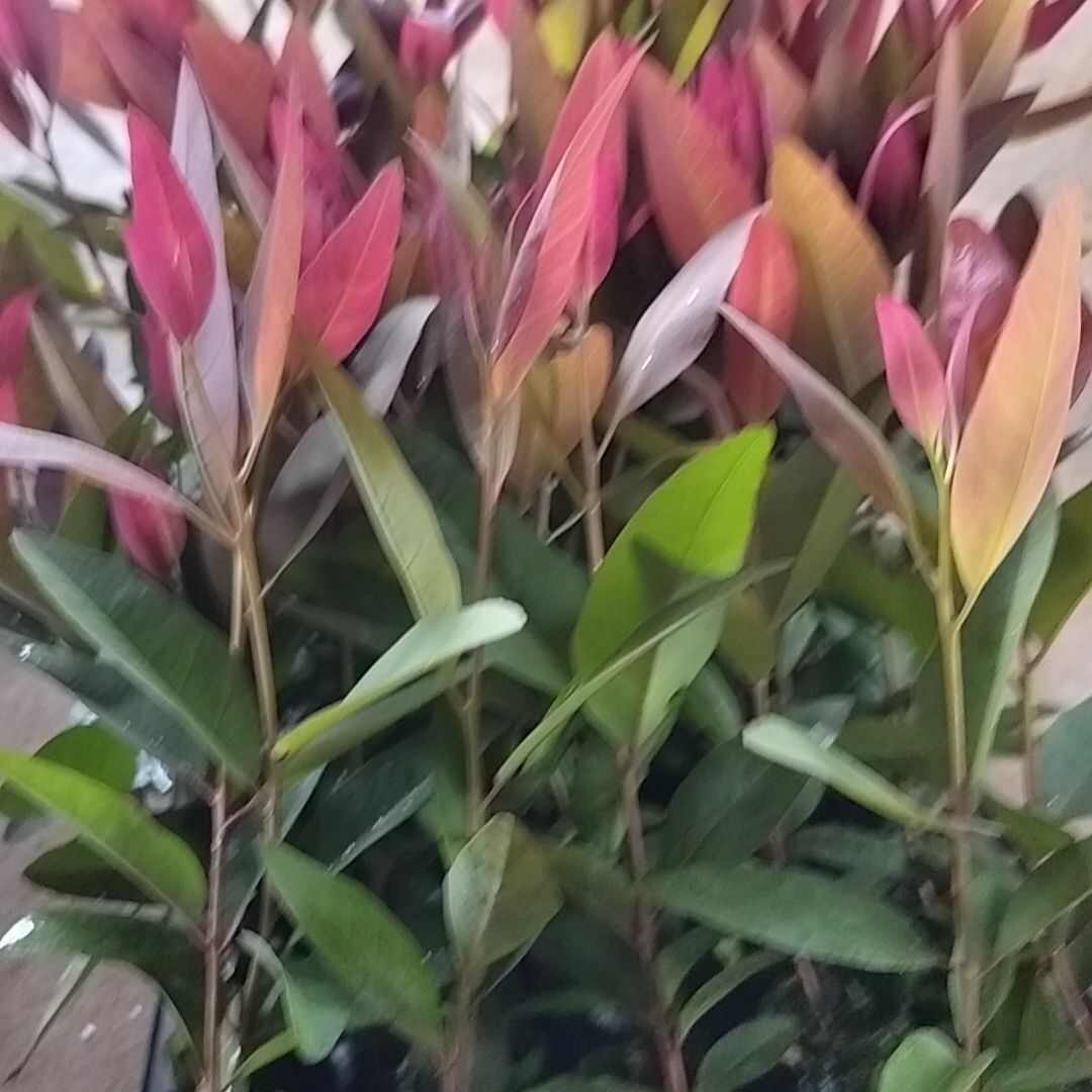 雷39速生桉树苗最强抗台风根系发达粗壮快速生长苗场