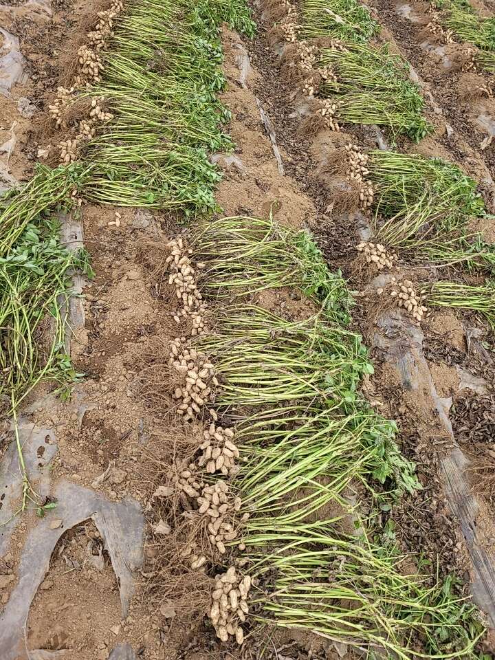 大连庄河鲜鹰嘴花生 产地直发优质油料作物