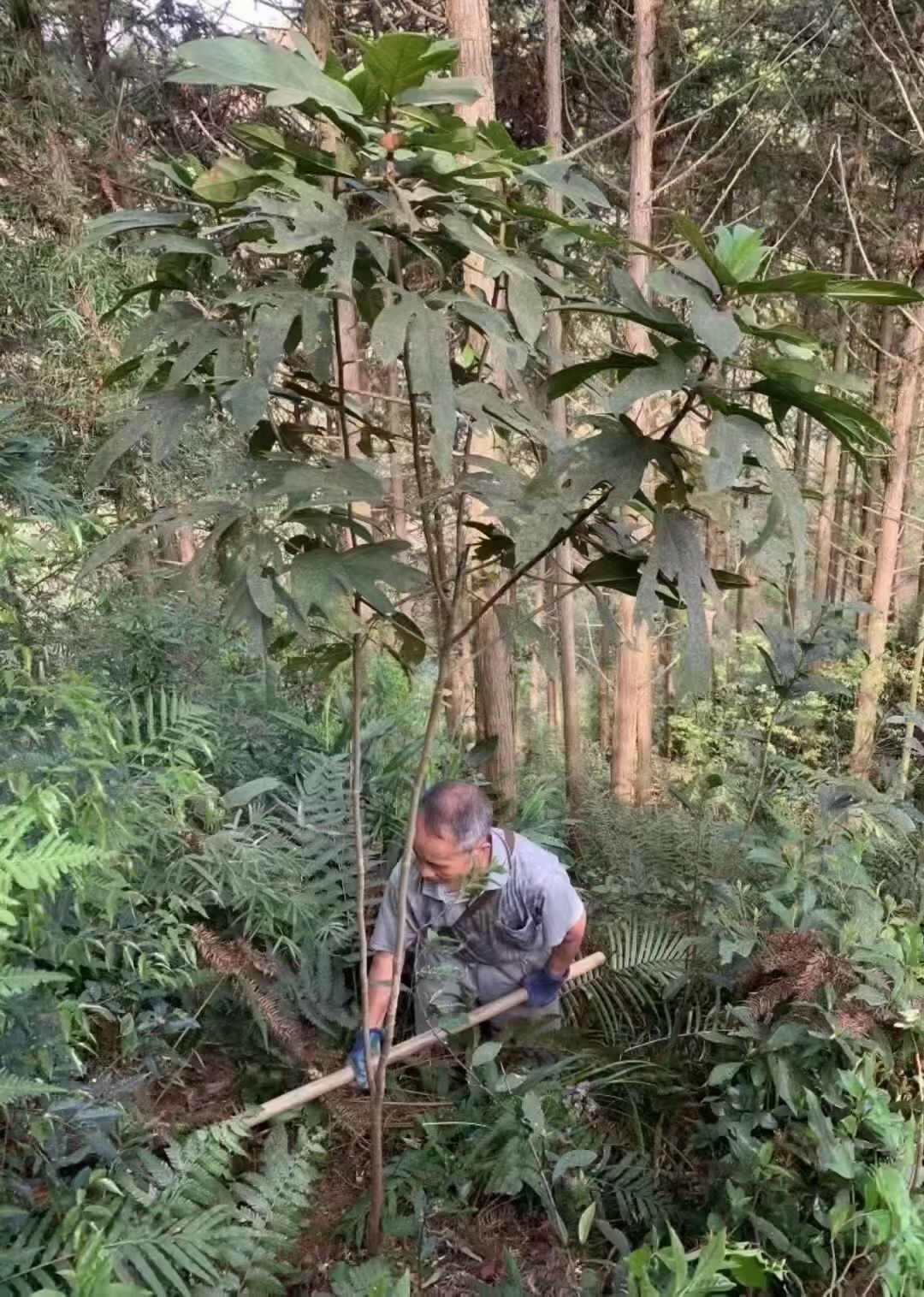 五指毛桃品质好，香喷喷的