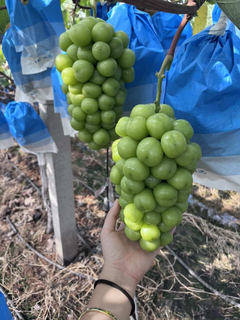 阳光玫瑰葡萄