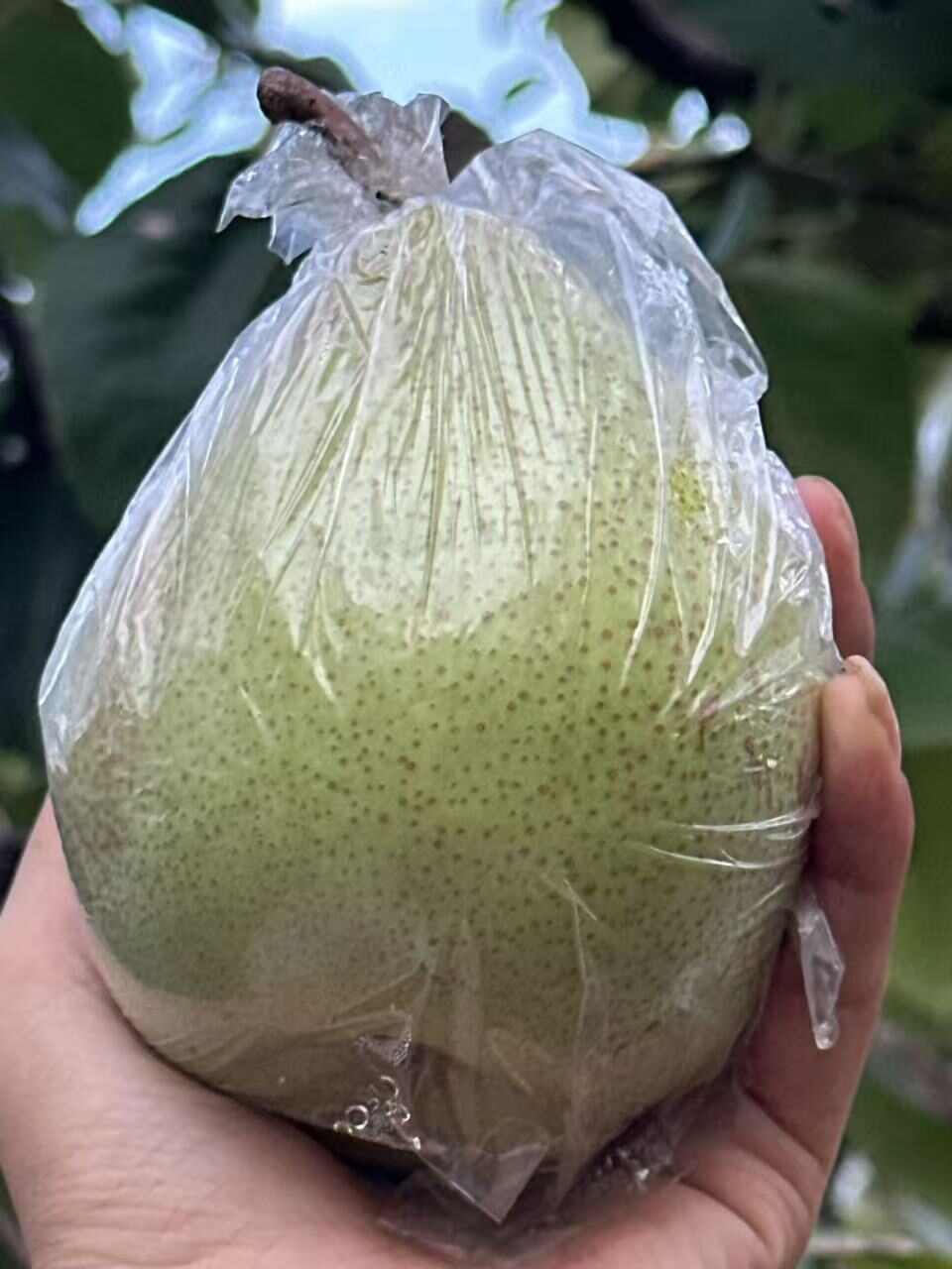 谷庄万亩梨园 ，大量鸭梨上市！！！！