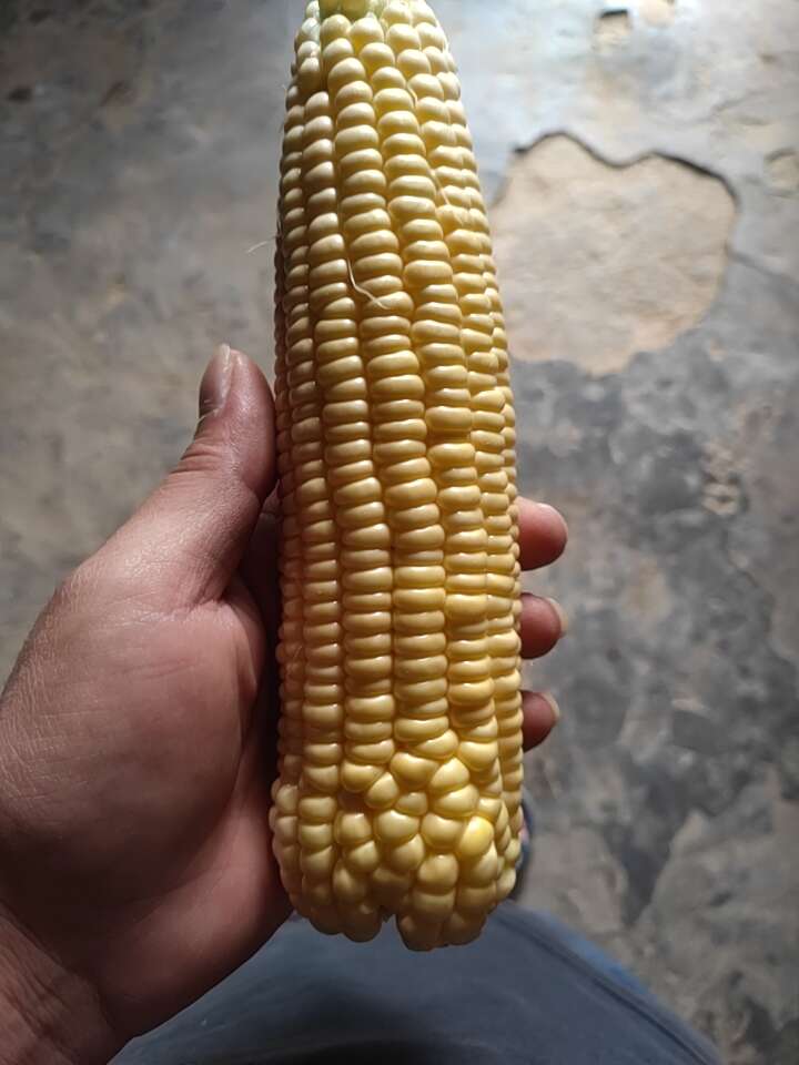水果玉米
