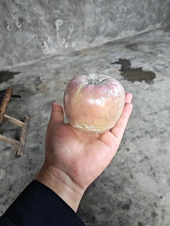 红富士10000斤，自家果园种植，纯绿色种植。