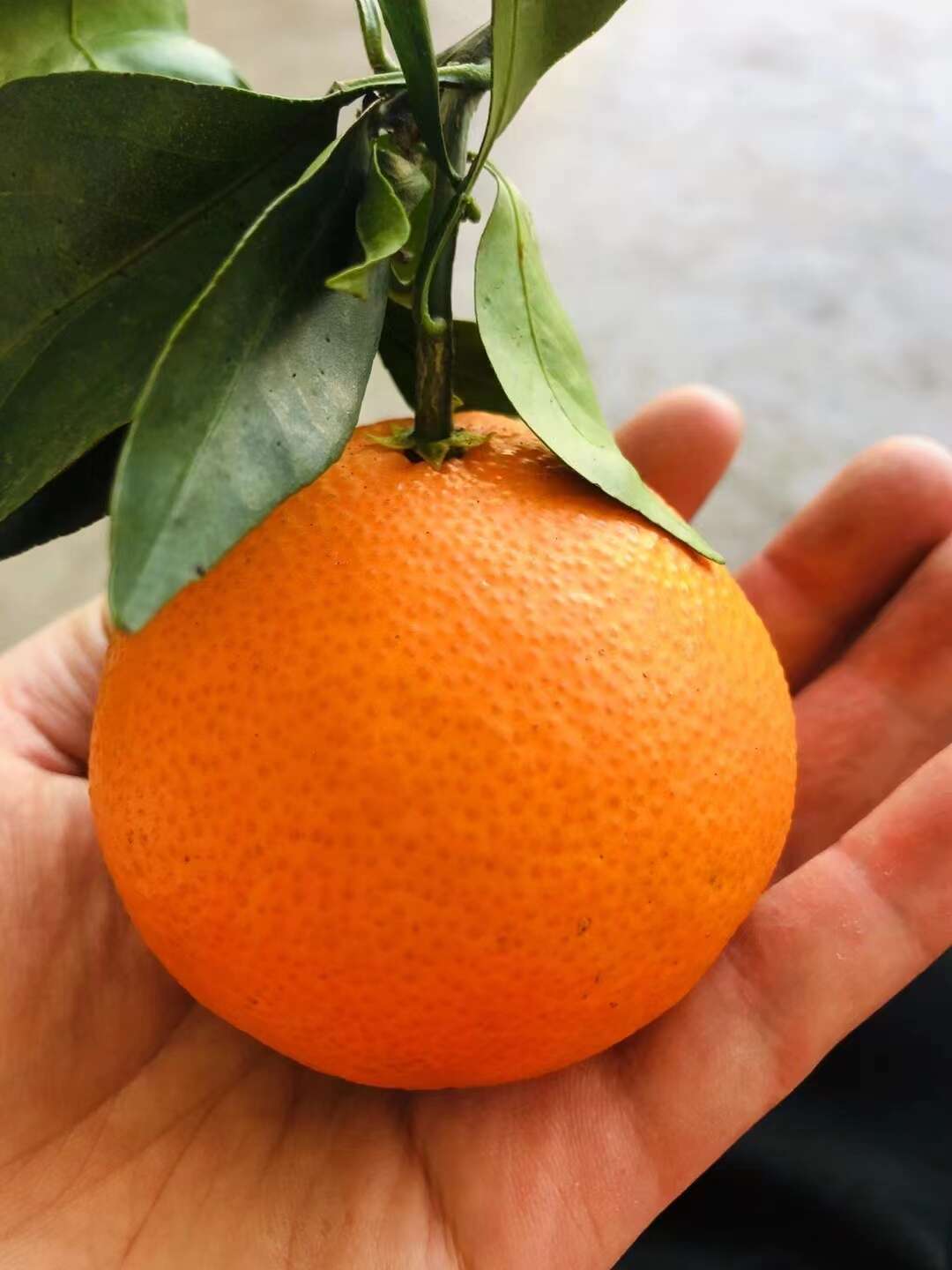 爱媛果冻橙