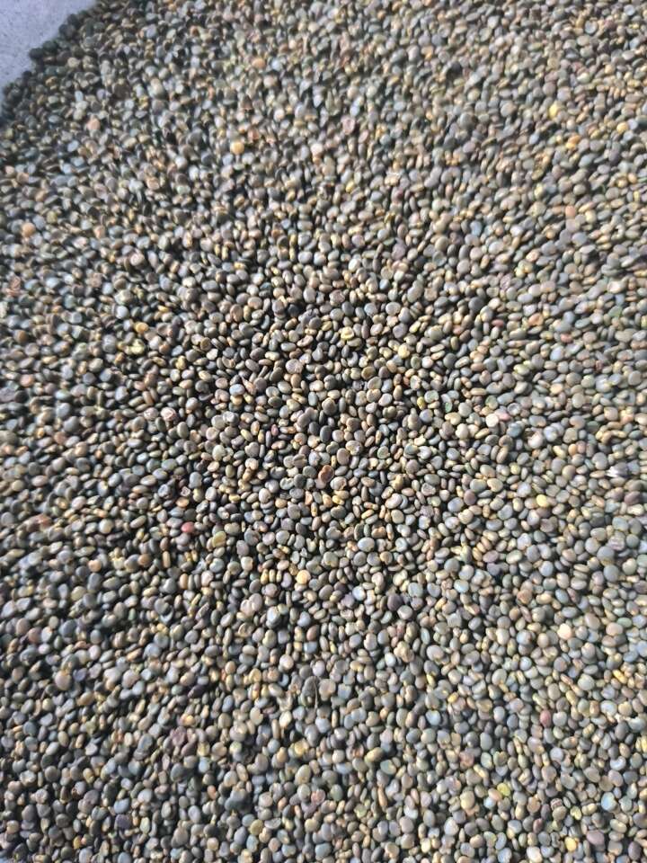 沙苑子 泡茶 泡酒 批发各种规格中药材 质量保证量大从优