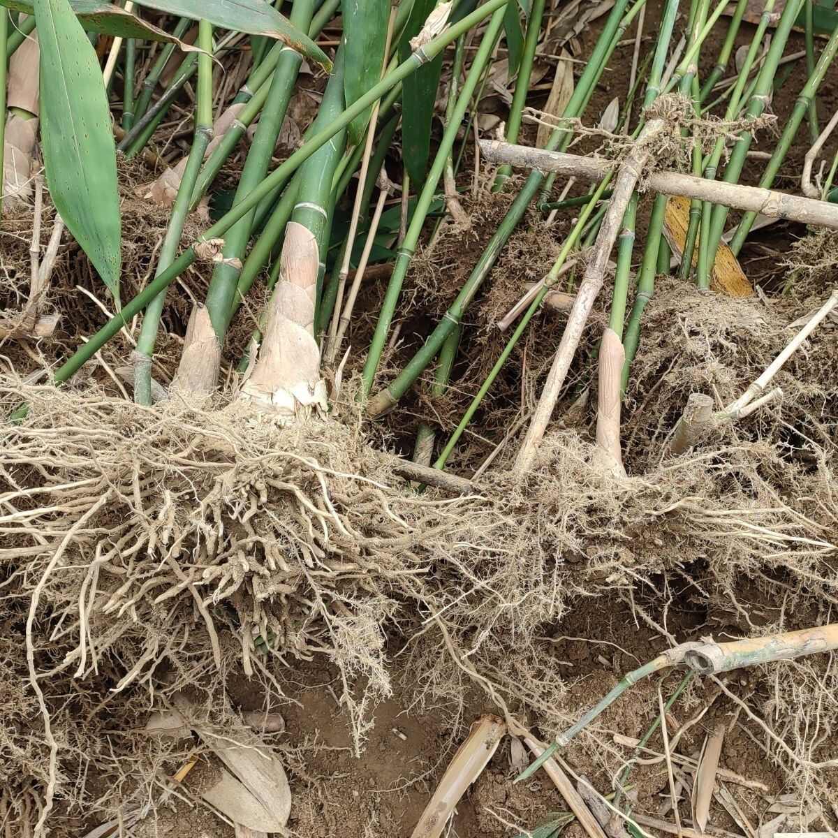 【开春新上市】麻竹种苗大叶甜竹笋苗种食用甜竹笋地栽批发