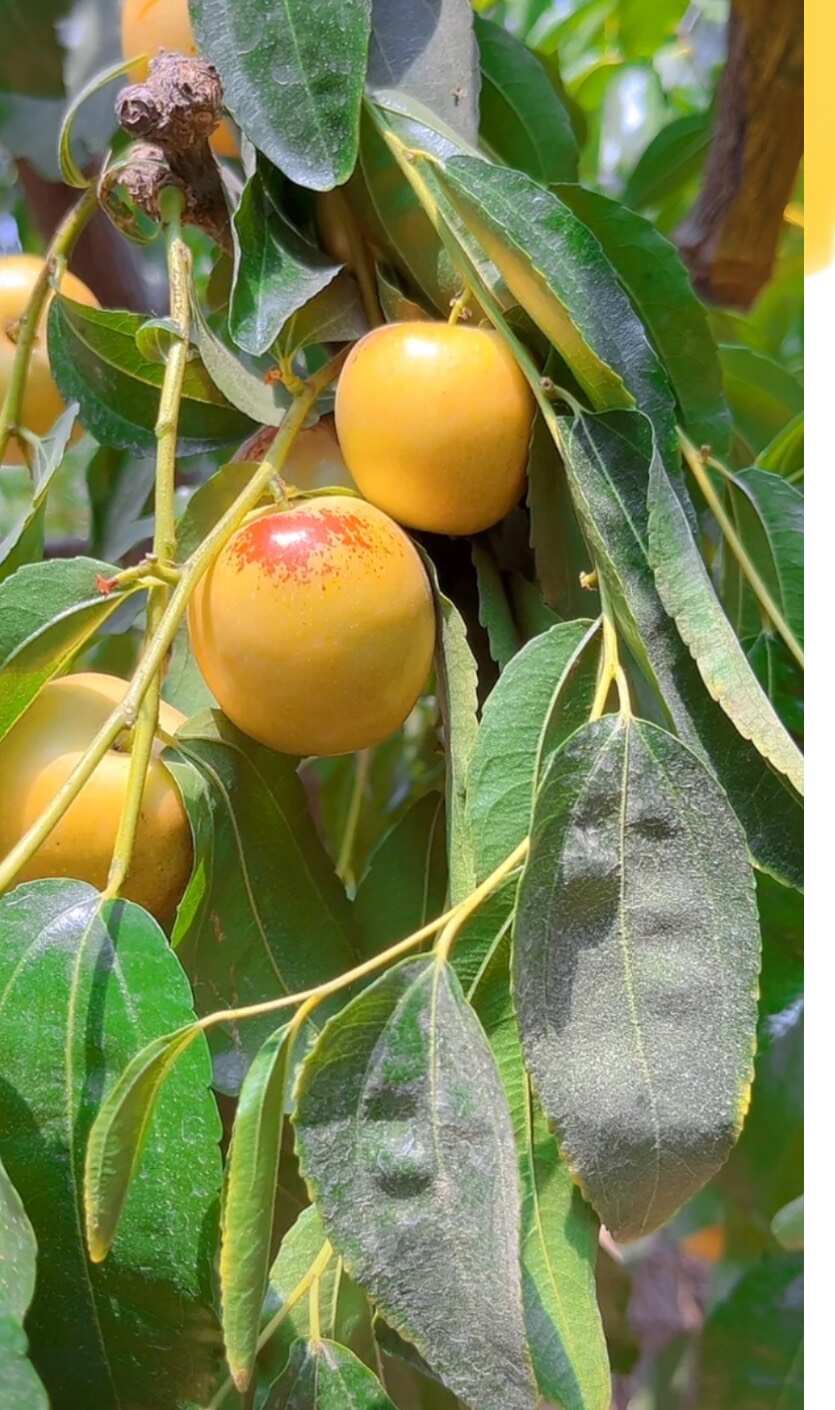大荔冬枣