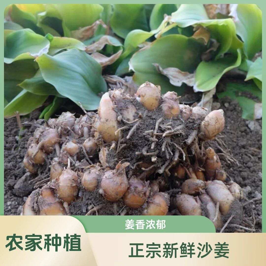 新鲜沙姜原产地大量批发，新鲜带土现挖